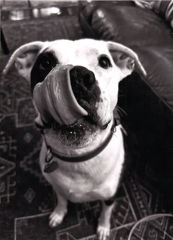 Good Dog Bar photo 2