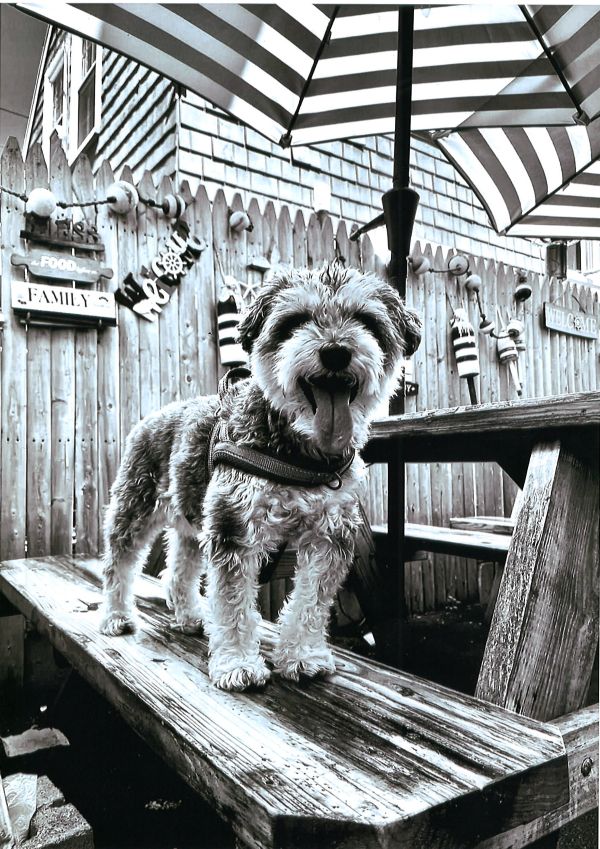 Good Dog Bar photo 3