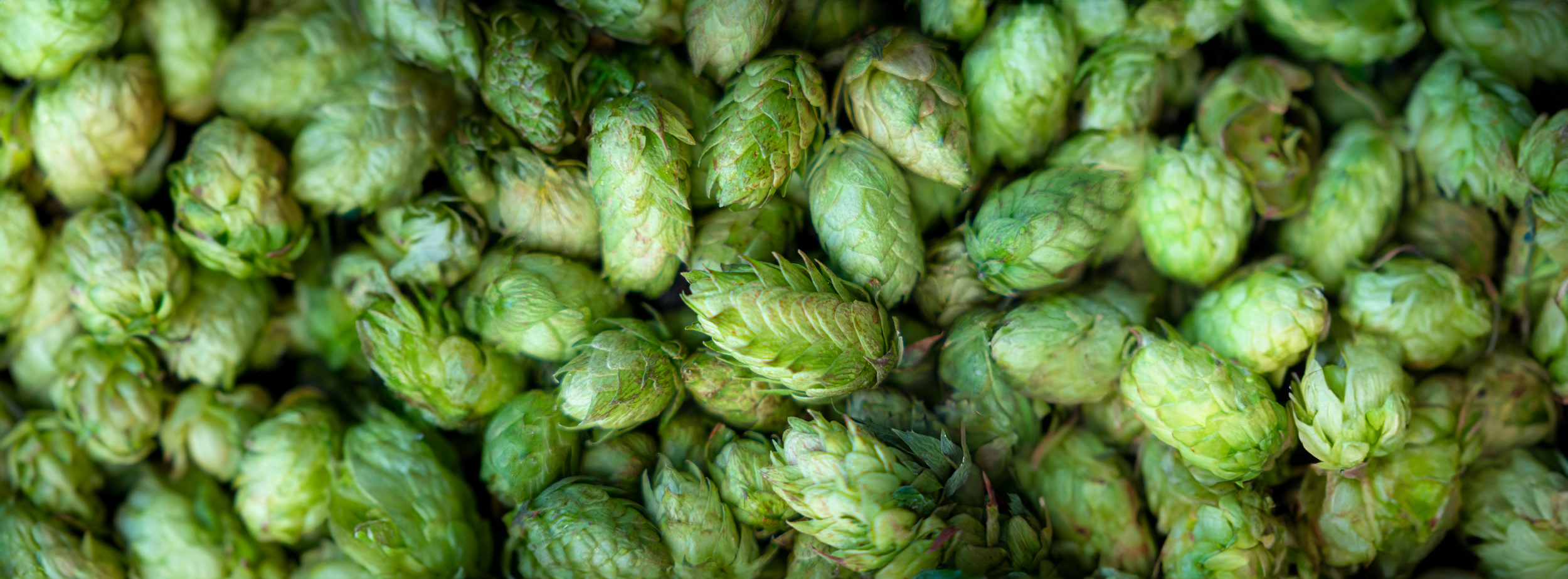 Goldwater Brewing Co. Longbow photo 2