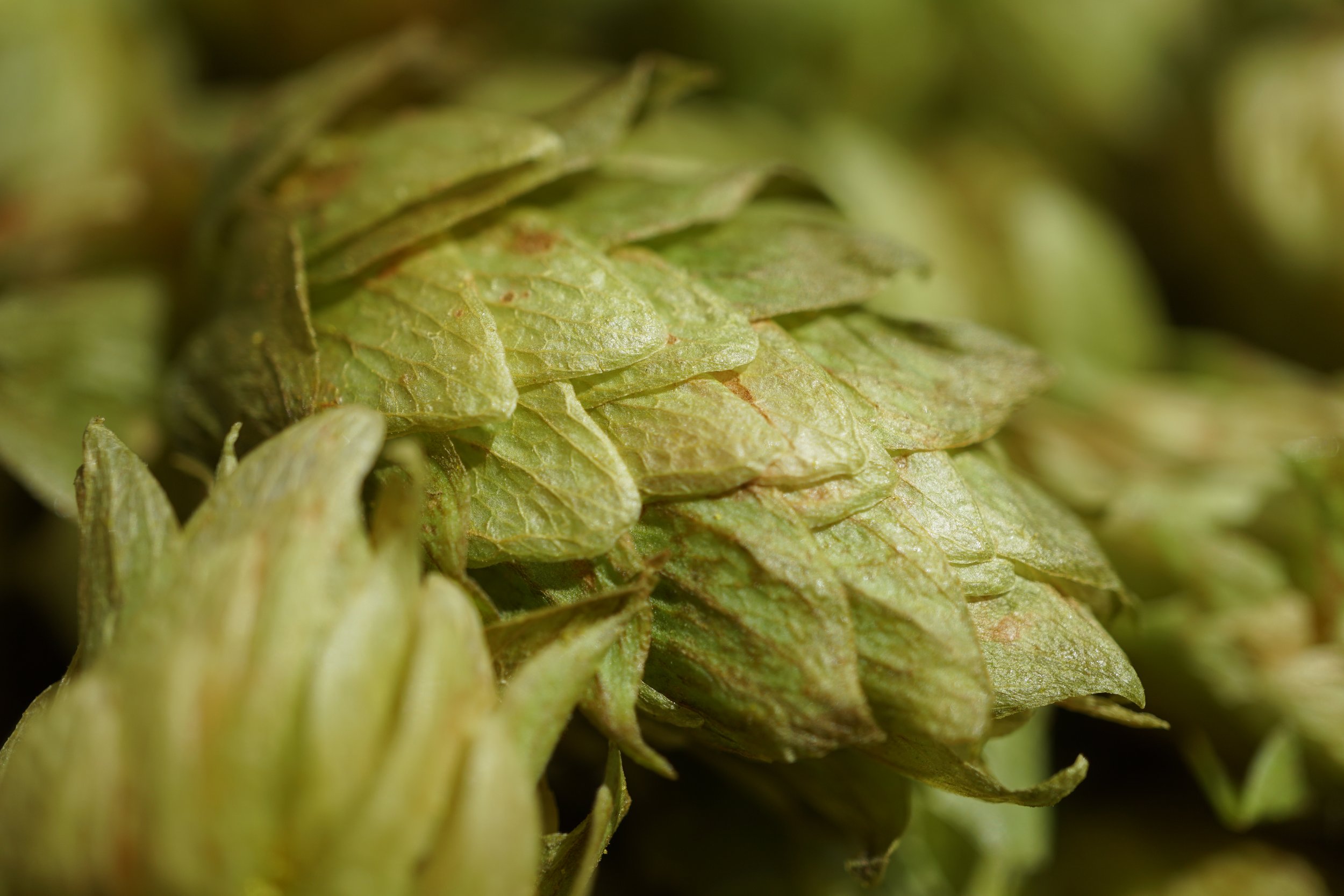 Goldwater Brewing Co. Longbow photo 3
